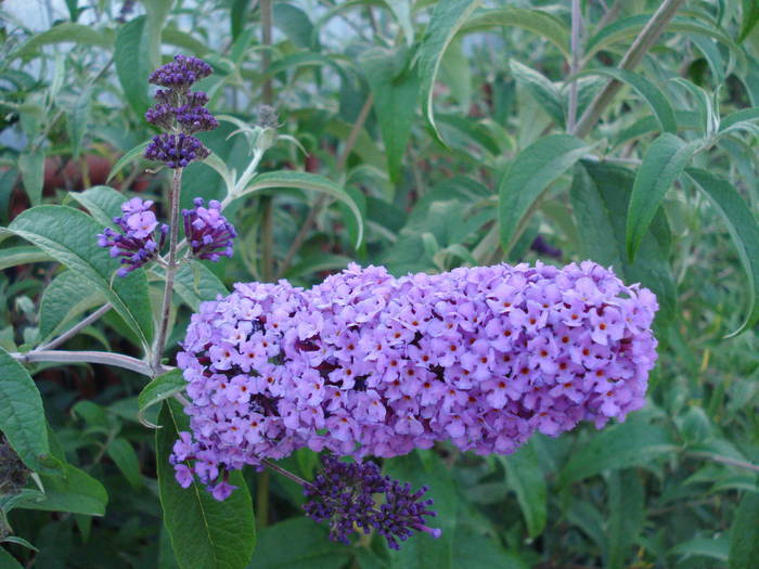 Purple Summer Lilac (2009, Jun.16) - Buddleja Purple