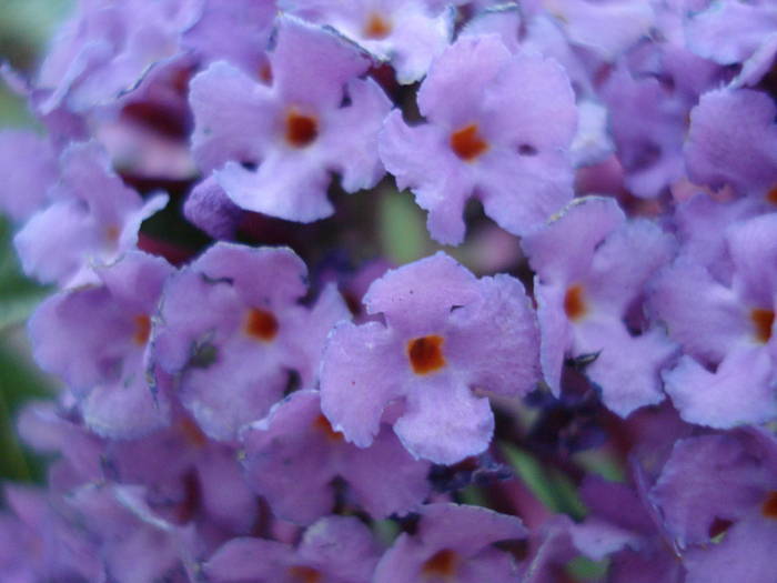 Purple Summer Lilac (2009, Jun.16) - Buddleja Purple