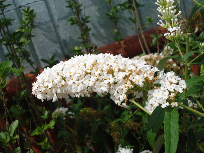 Buddleja davidii White Ball, 09aug09; Buddleja davidii White Ball. 2009.
