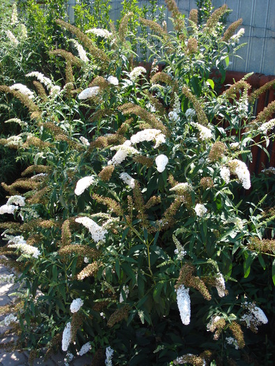 Buddleja davidii White Ball, 28aug09 - Buddleja White Ball