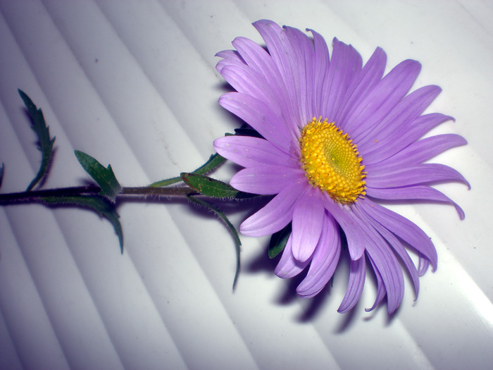 P9160005; Gerbera.
