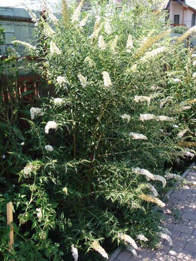 Buddleja White Profusion28jul2009 - Buddleja White Profusion