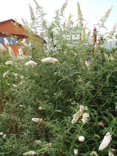 Buddleja White Profusion 09aug2009; Buddleja davidii White Profusion. 2009.
