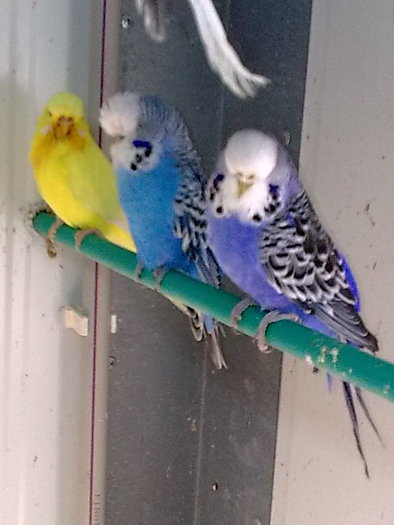 43 culori curate - Poze noi