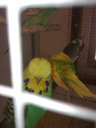 56 0 fem 09 f. buna!