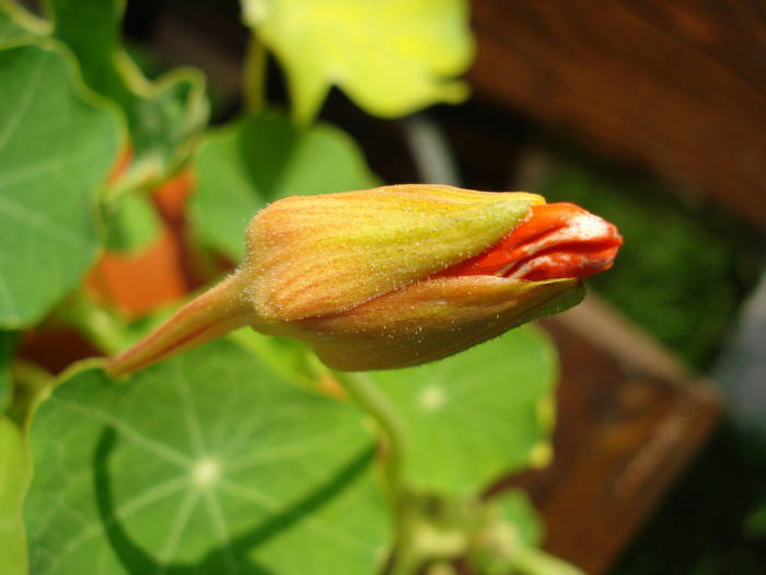 Nasturtium_Tropaeolum (2009, May 19) - NASTURTIUM Tropaeolum