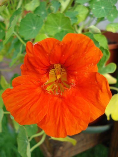 Red Nasturtium (2009, May 21) - NASTURTIUM Tropaeolum