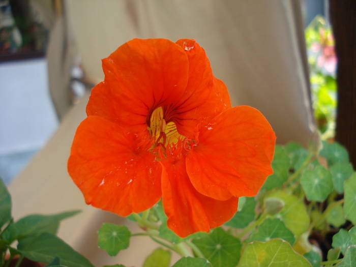 Red Nasturtium (2009, May 24) - NASTURTIUM Tropaeolum