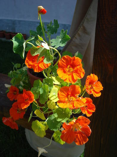 Red Nasturtium (2009, May 24) - NASTURTIUM Tropaeolum