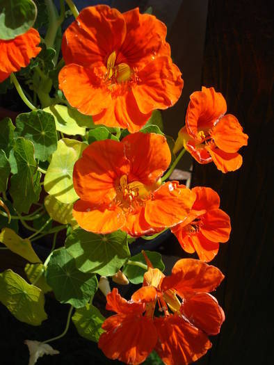 Red Nasturtium (2009, May 24) - NASTURTIUM Tropaeolum