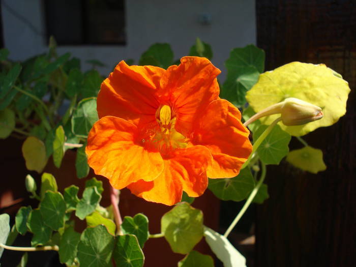 Red Nasturtium (2009, May 24) - NASTURTIUM Tropaeolum