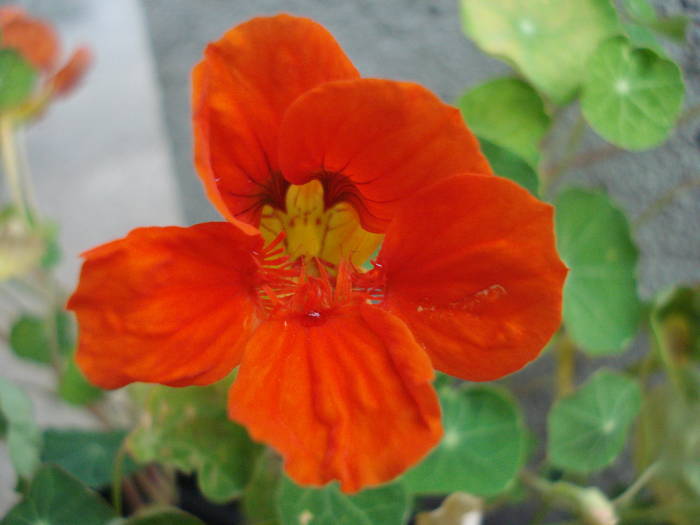 Red Nasturtium (2009, August 06) - NASTURTIUM Tropaeolum