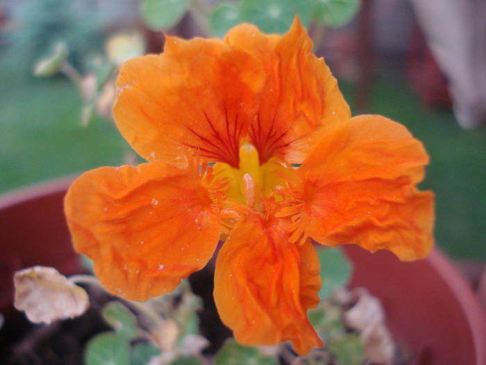 Orange Nasturtium (2009, August 06) - NASTURTIUM Tropaeolum