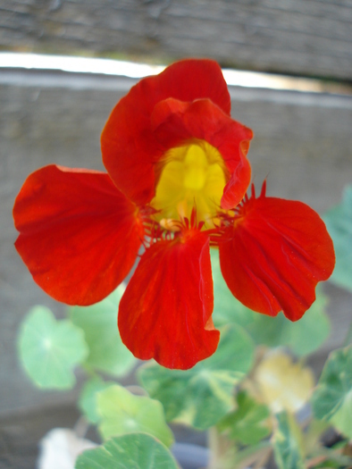 Red Nasturtium (2009, August 18)