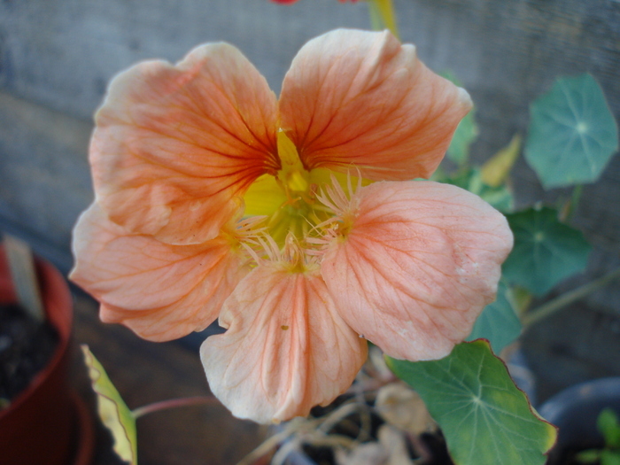 Peach Nasturtium (2009, August 21) - NASTURTIUM Tropaeolum