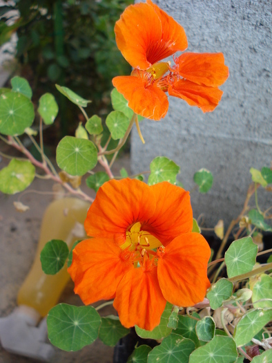 Orange Nasturtium (2009, August 28)