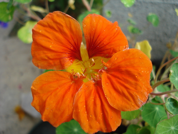 Orange Nasturtium (2009, August 31) - NASTURTIUM Tropaeolum