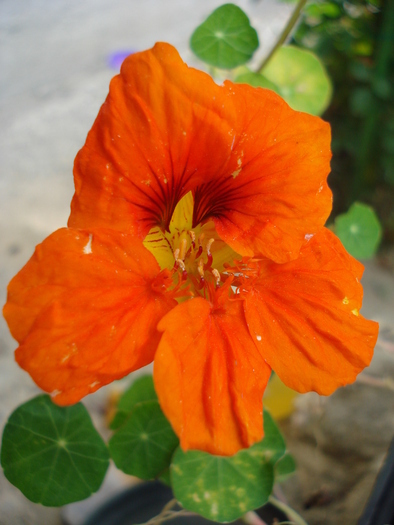 Orange Nasturtium (2009, August 12)