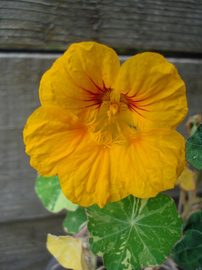 Yellow Nasturtium (2009, October 04) - NASTURTIUM Tropaeolum