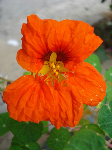 Orange Nasturtium (2009, October 04) - NASTURTIUM Tropaeolum
