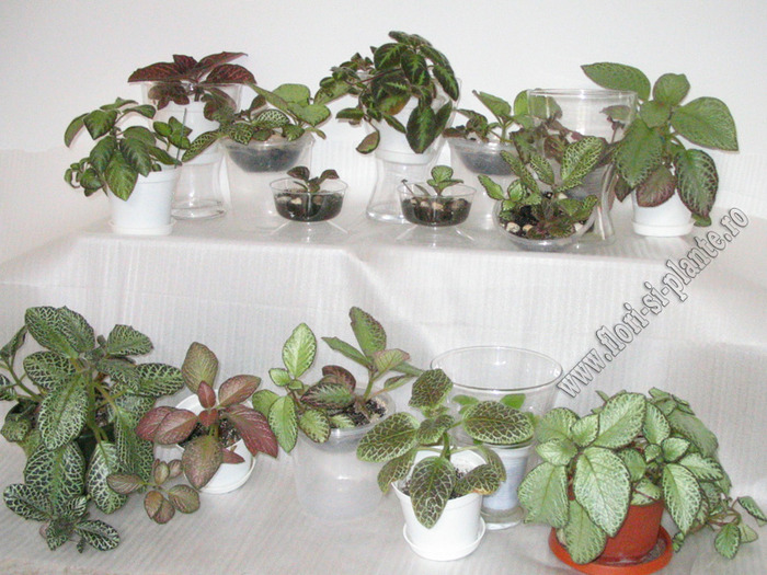 Episcia mix 12 - EPISCIA