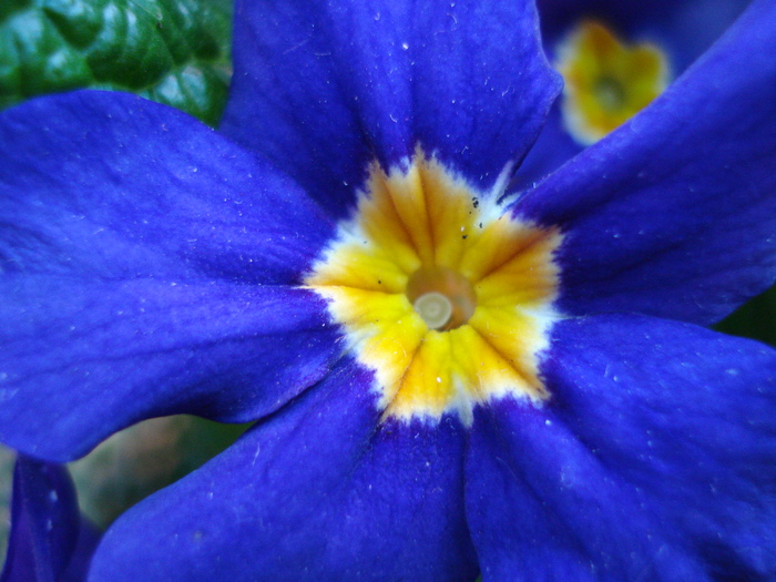 Blue Primrose (2010, March 08) - PRIMULA Acaulis