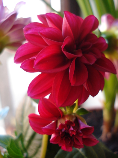 Dahlia Mignon (2010, March 19) - Dahlia Mignon