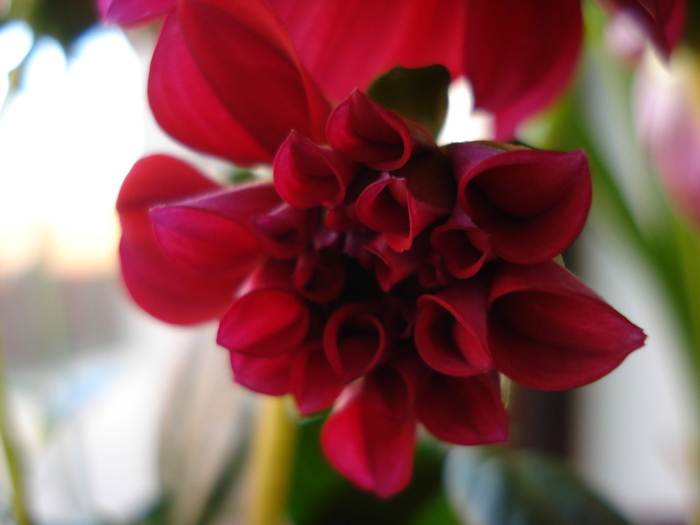 Dahlia Mignon (2010, March 19) - Dahlia Mignon