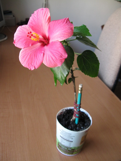 IMG_4325 - Hibiscus 2010