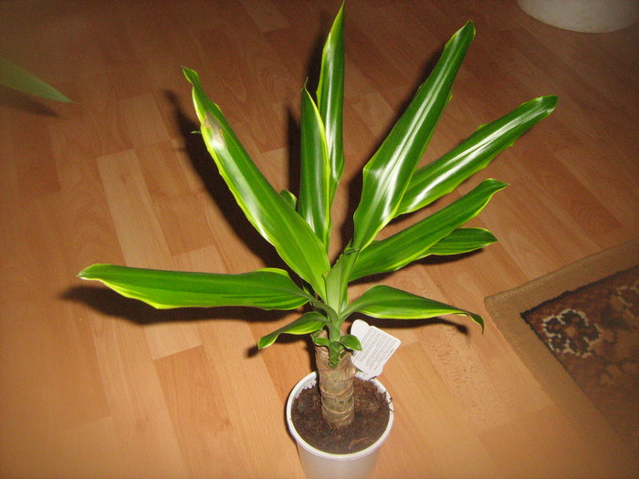 dracena