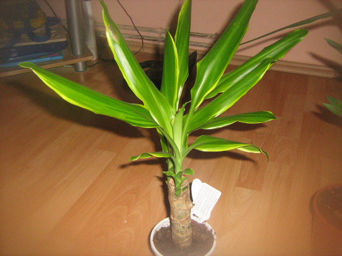 dracena - floricele