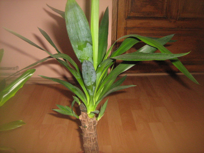 yucca - floricele