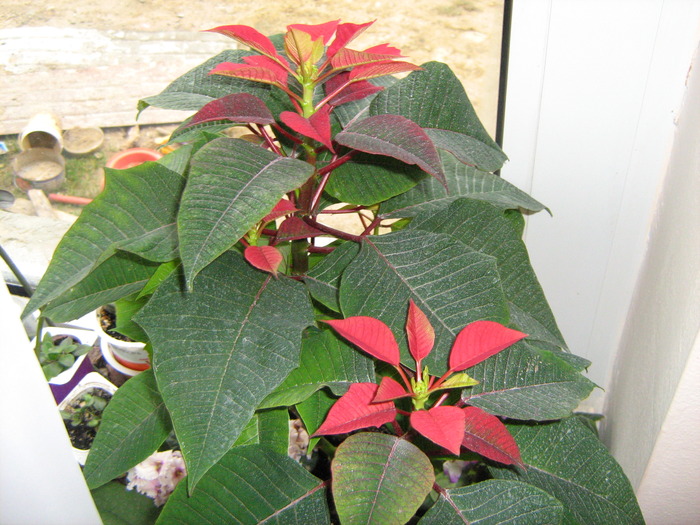 IMG_4231 - floricele