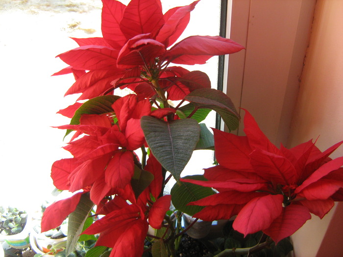 IMG_4296 - floricele