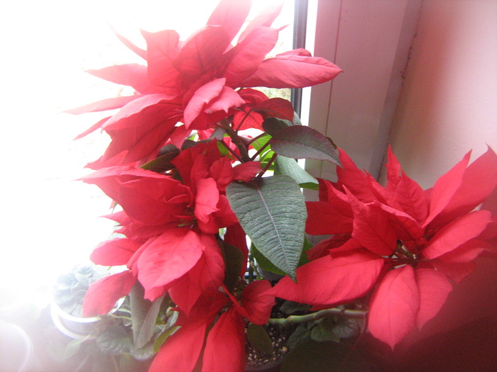 IMG_4343 - floricele