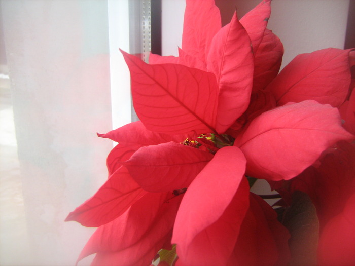 IMG_4344 - floricele