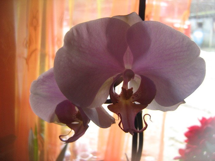 IMG_4347 - floricele