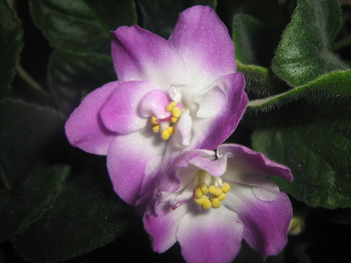 IMG_4187 - violete