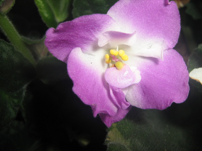 IMG_4188 - violete