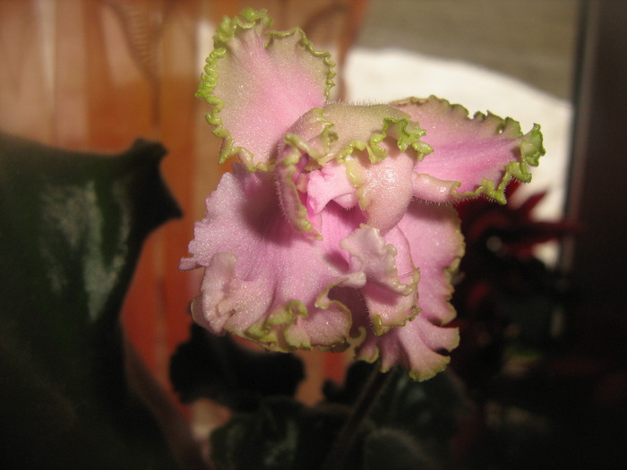 Pink Lady - violete