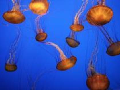 OITZRFFQOMJGQJBVKAA - meduze