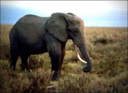 elefanti1 - elefanti