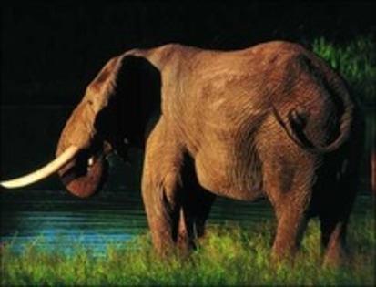 elefanti2 - elefanti