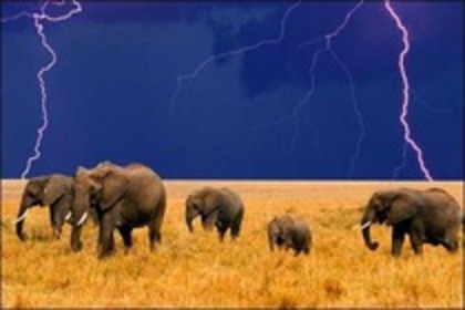 elefanti3 - elefanti
