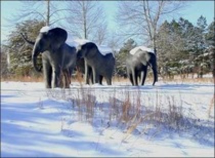 elefanti8 - elefanti