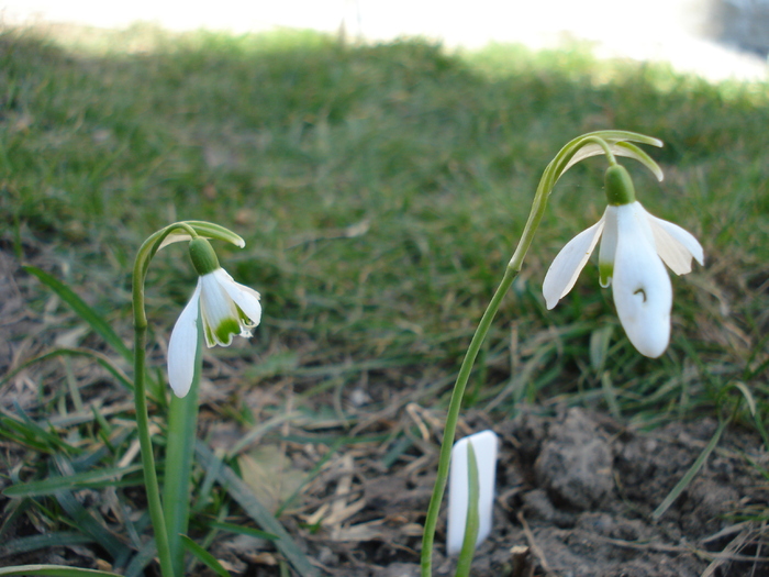 Snowdrops (2010, March 19)