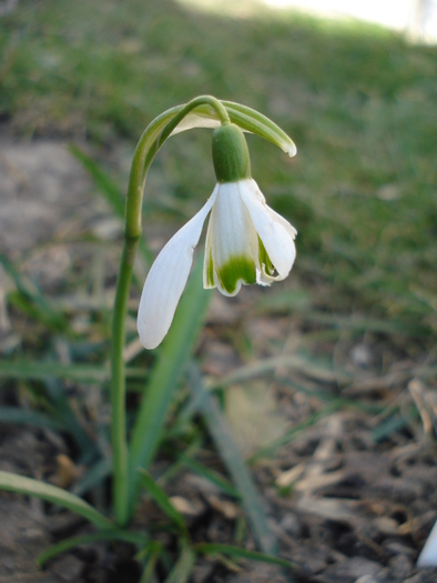 Snowdrop (2010, March 19)