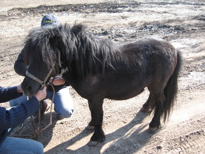 Ovidiu  C-ta. 2010. - Caii