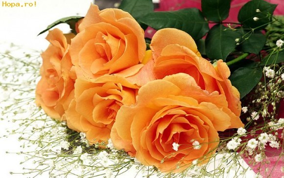 1440x900_High_resolution_flower_art_123453_1238404702[2]