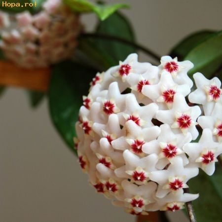 flori6_1244127639[1]